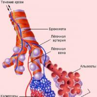 Симптомы, причины и эффективные методы устранения альвеолита лёгких Виды альвеол